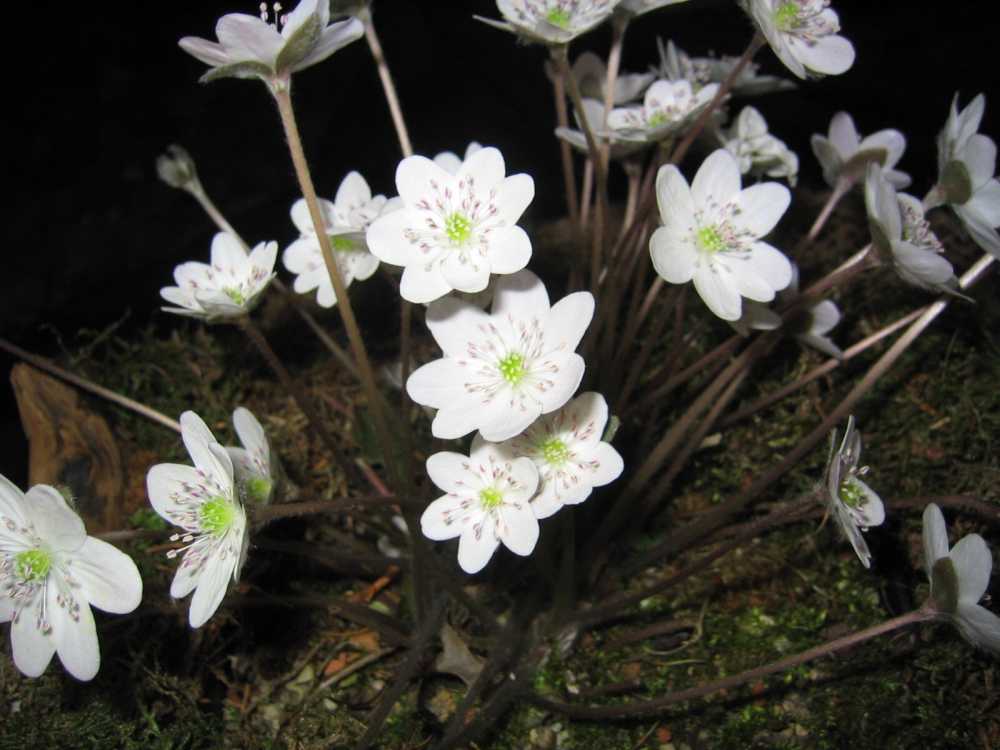 Hepatica nobilis 'Alba' (Weißblühendes Leberblümchen)